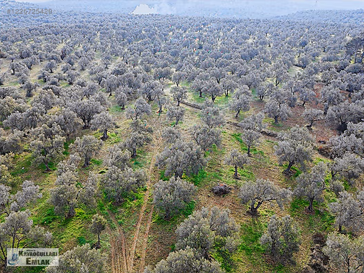 Ayvalık Özkayaoğulları Emlak'tan Murateli mh satılık zeytinlik #1226725429