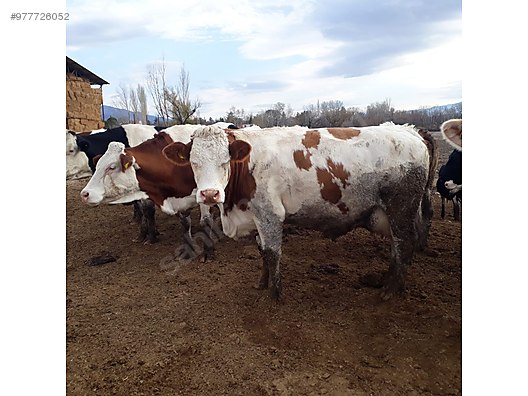 gebe ve sutlu inekler turkiye nin ucretsiz ilan sitesi sahibinden com da 977726052 gebe ve sutlu inekler turkiye nin ucretsiz ilan sitesi sahibinden com da 977726052