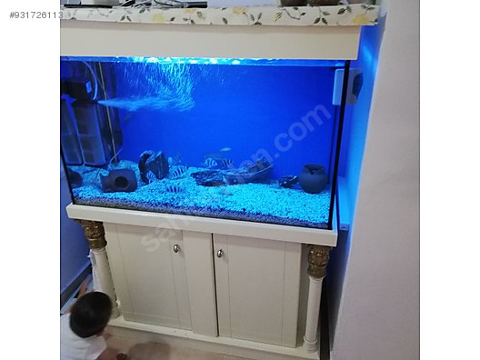 cichlidler frontoza satilik akvaryum ve baliklar kompile sahibinden comda 931726113 cichlidler frontoza satilik akvaryum ve baliklar kompile sahibinden comda 931726113