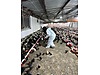 Pets & Livestock / Poultry & Fowl / Chickens
