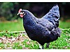 Pets & Livestock / Poultry & Fowl / Chickens