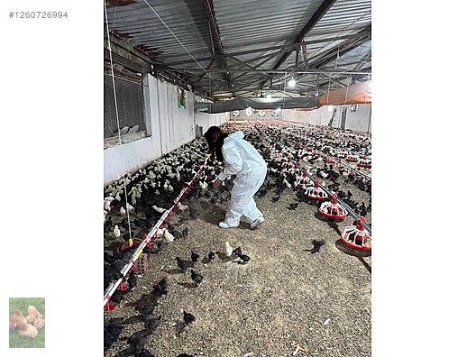 Pets & Livestock / Poultry & Fowl / Chickens