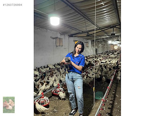 Pets & Livestock / Poultry & Fowl / Chickens