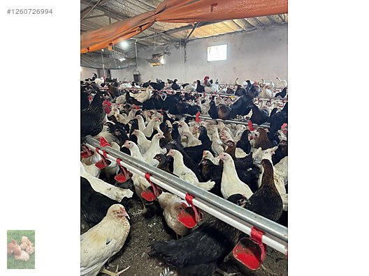 Pets & Livestock / Poultry & Fowl / Chickens