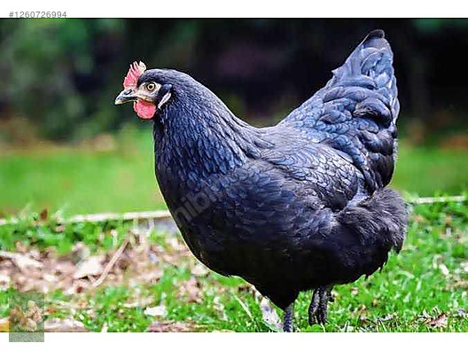 Pets & Livestock / Poultry & Fowl / Chickens