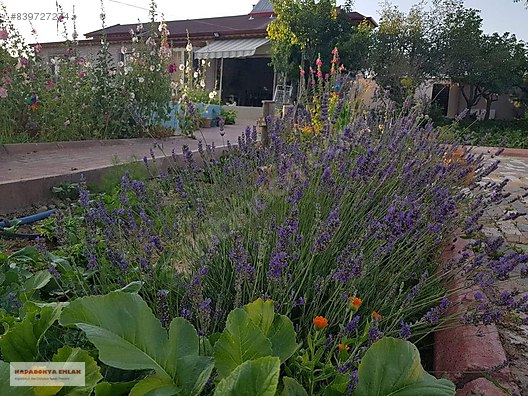 Avanosta Ruya Gibi Bagevi Satilik Ciftlik Evi Ilanlari Sahibinden Com Da 839727274