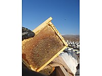 SİVAS ÇİÇEK BALI