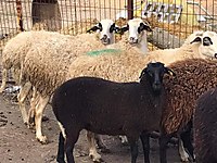 satilik kucukbas hayvanlar ilanlari ve fiyatlari sahibinden com da 34