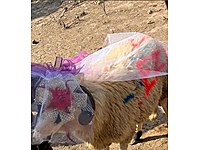 ADAK AKİKA ŞÜKÜR ŞİFA KURBANI SATIŞ KESİM HEMEN ULAŞABİLİRSİNİZ #1265731175