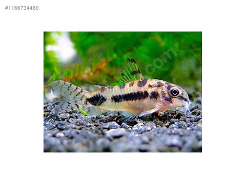 Vatoz & Kedi Balıkları / Diğer Türler / Corydoras habrosus ...