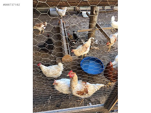 Chickens Satilik Genc Yumurta Tavuklari Ve Horozlar At Sahibinden Com 966737162