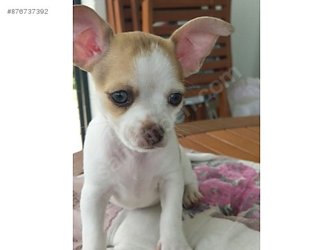 Kopek Chihuahua Ucretsiz Sahiplendirilecektir Chuhavava Yavrulari Sahibinden Comda 876737392