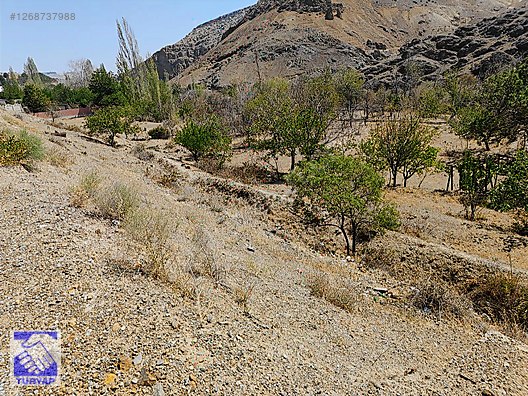 TURYAP' TAN DERE MAHALLESİNDE YERİ ÇOK GÜZEL 424 M2 BAĞ - BAHÇE #1268737988