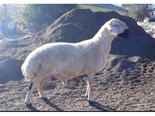 Hayvanlar Alemi / Küçükbaş Hayvanlar / Koyun