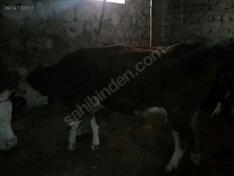 simental buzagili inekler turkiye nin ucretsiz ilan sitesi sahibinden com da 974739511