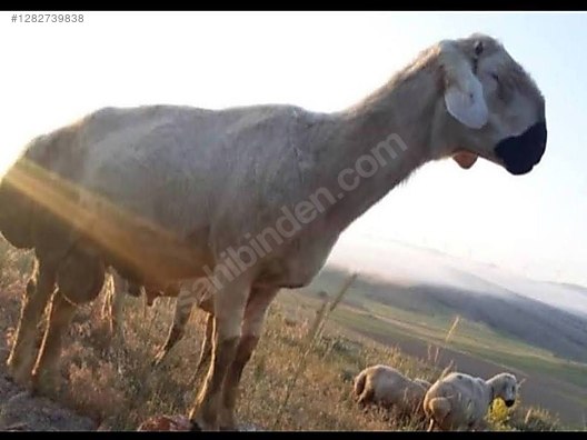 Hayvanlar Alemi / Küçükbaş Hayvanlar / Koyun