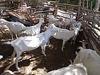 sahibinden satilik keci cinsleri ve fiyatlari sahibinden com da