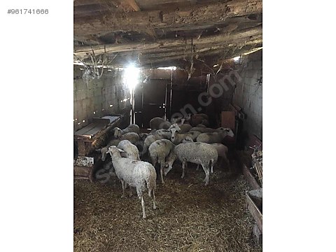 koyun toplu satilik koyun koc sahibinden comda 961741666
