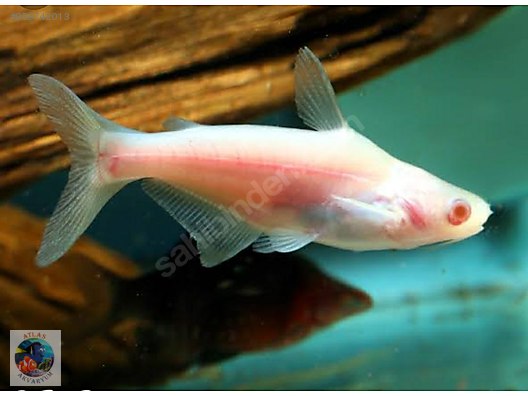 Sazansigiller Kopek Baligi Albino Pengassius Kopek Baliklari Atlas Akvaryumda Sahibinden Comda 959742013