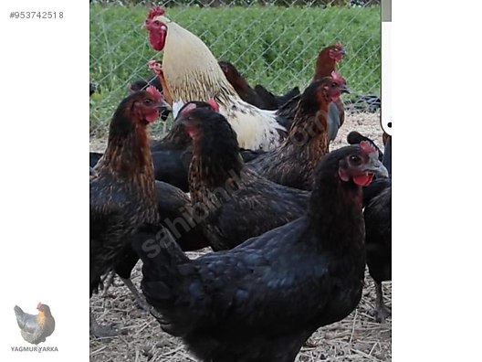 Tavuk 24 Haftalik Yumurtada Ataks Tavuklar Satista Sahibinden Comda 953742518 Tavuk 24 Haftalik Yumurtada Ataks Tavuklar Satista Sahibinden Comda 953742518