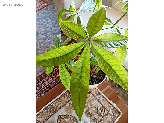 İkinci El ve Sıfır Alışveriş / Bahçe & Yapı Market / Bahçe / Bitki & Çiçek / Çiçekli Bitki