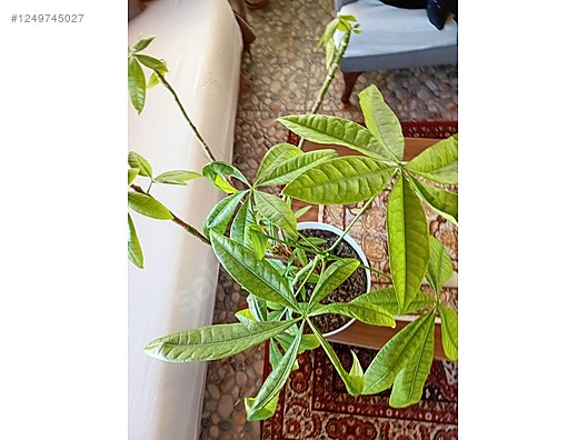 İkinci El ve Sıfır Alışveriş / Bahçe & Yapı Market / Bahçe / Bitki & Çiçek / Çiçekli Bitki