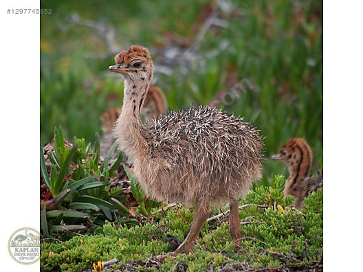 Devekuşu / 45 - 60 Günlük Devekusu Civcivleri | Aşıları Tam | Sağlıklı ...