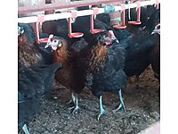 Buca Satilik Tavuk Cinsleri Ve Fiyatlari Sahibinden Com Da Buca Satilik Tavuk Cinsleri Ve Fiyatlari Sahibinden Com Da