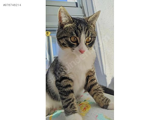 Tekirdag Kedi Sahiplendirme Evcil Hayvan