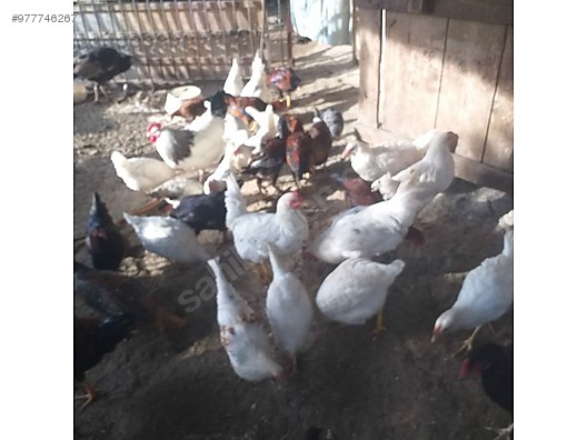 tavuk karisik koy tavugu sahibinden comda 977746267 tavuk karisik koy tavugu sahibinden comda 977746267