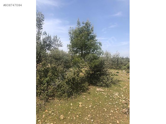 antalya aksu hacialiler imarli mustakil 1650 000tl satilik arsa ilanlari sahibinden com da 938747084 antalya aksu hacialiler imarli mustakil 1650 000tl satilik arsa ilanlari sahibinden com da 938747084