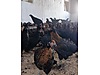 Pets & Livestock / Poultry & Fowl / Chickens