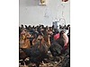 Pets & Livestock / Poultry & Fowl / Chickens