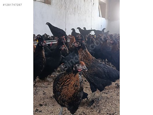 Pets & Livestock / Poultry & Fowl / Chickens