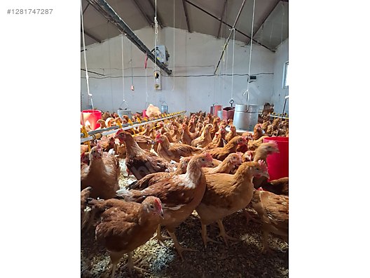 Pets & Livestock / Poultry & Fowl / Chickens