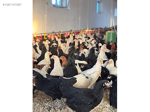 Pets & Livestock / Poultry & Fowl / Chickens