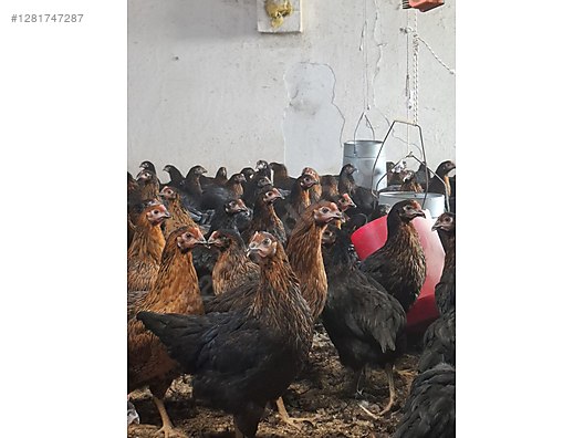 Pets & Livestock / Poultry & Fowl / Chickens