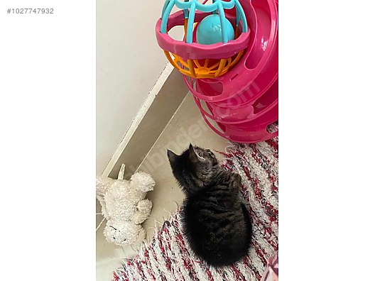 Kedi / Tekir / Ücretsiz yavru kedi sahiplendirme