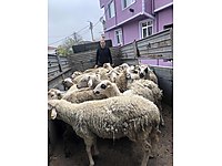 bursa satilik kucukbas hayvanlar ilanlari ve fiyatlari sahibinden com da bursa satilik kucukbas hayvanlar ilanlari ve fiyatlari sahibinden com da