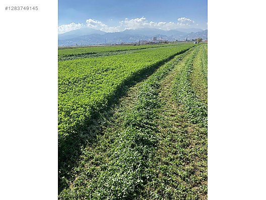 Pets & Livestock / Foods & Feeds / Small & Large Livestock / Feed