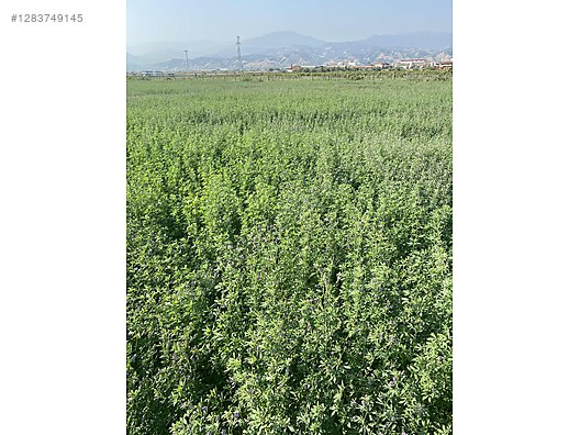 Pets & Livestock / Foods & Feeds / Small & Large Livestock / Feed