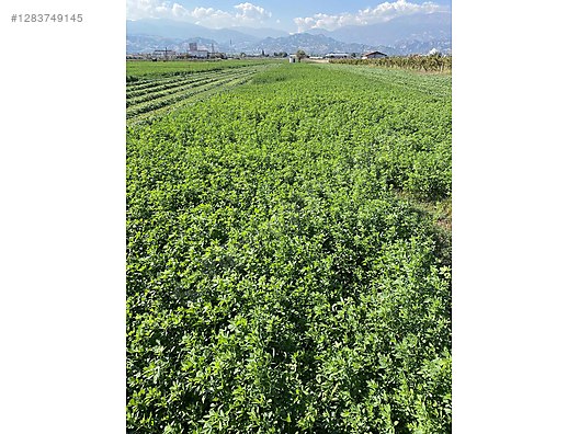 Pets & Livestock / Foods & Feeds / Small & Large Livestock / Feed