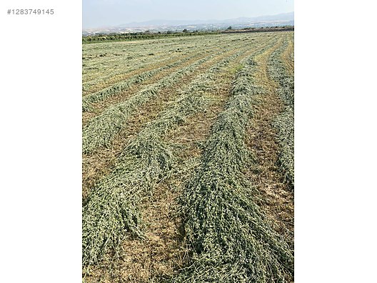 Pets & Livestock / Foods & Feeds / Small & Large Livestock / Feed