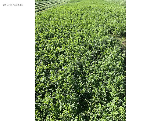 Pets & Livestock / Foods & Feeds / Small & Large Livestock / Feed