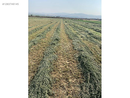 Pets & Livestock / Foods & Feeds / Small & Large Livestock / Feed