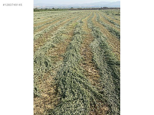 Pets & Livestock / Foods & Feeds / Small & Large Livestock / Feed