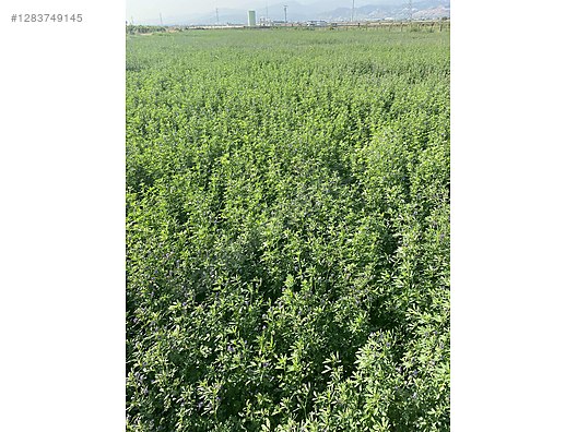 Pets & Livestock / Foods & Feeds / Small & Large Livestock / Feed