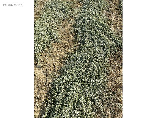 Pets & Livestock / Foods & Feeds / Small & Large Livestock / Feed