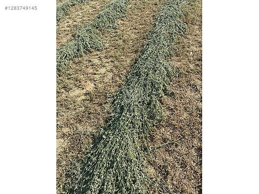 Pets & Livestock / Foods & Feeds / Small & Large Livestock / Feed