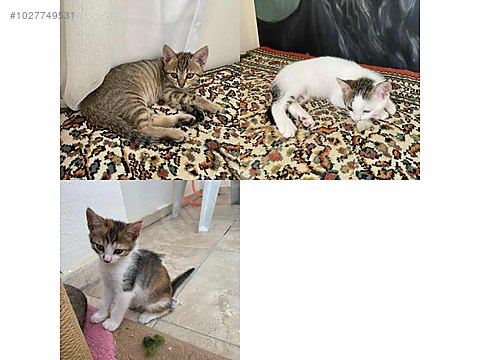 Kedi / Tekir / Yavrulara ev ariyorum 1027749531